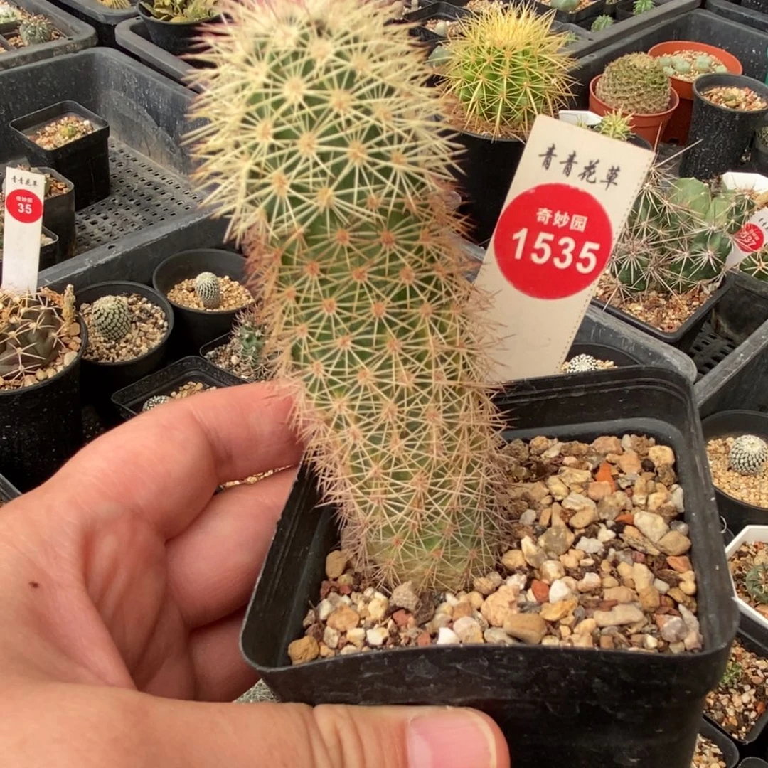 实生御旗虾3.2cm一棵仙人球