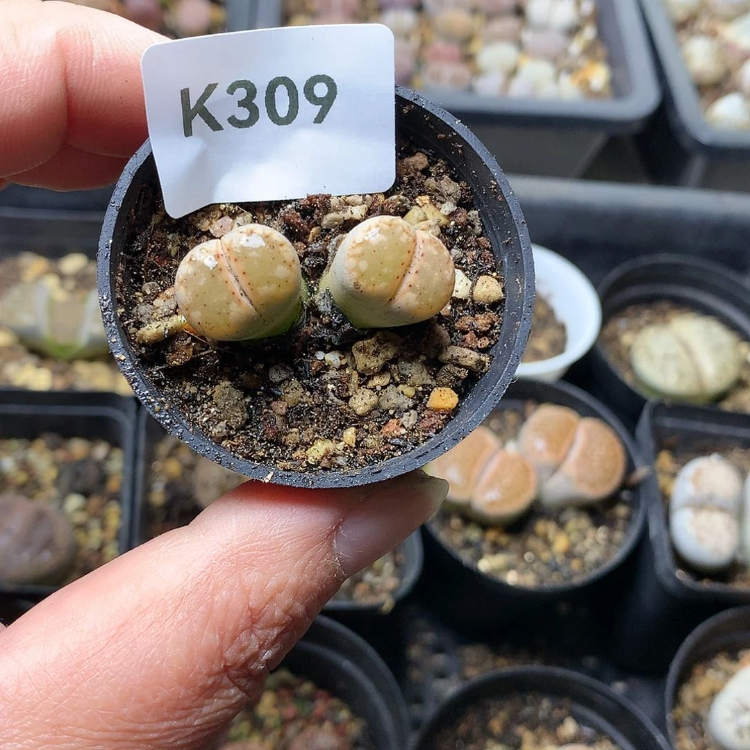 K309多肉植物保护研究所