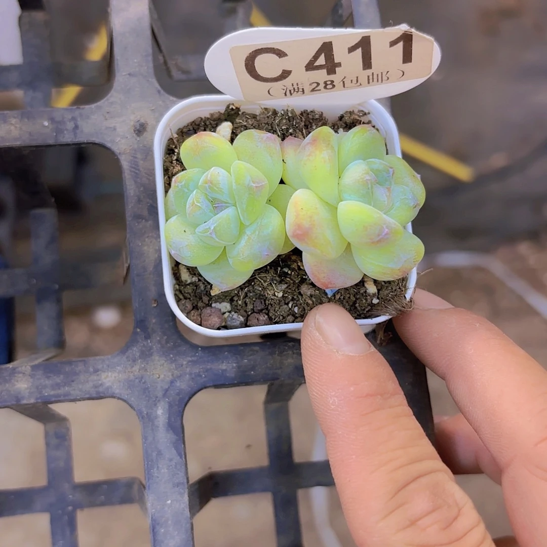 C411冰玉一物一拍