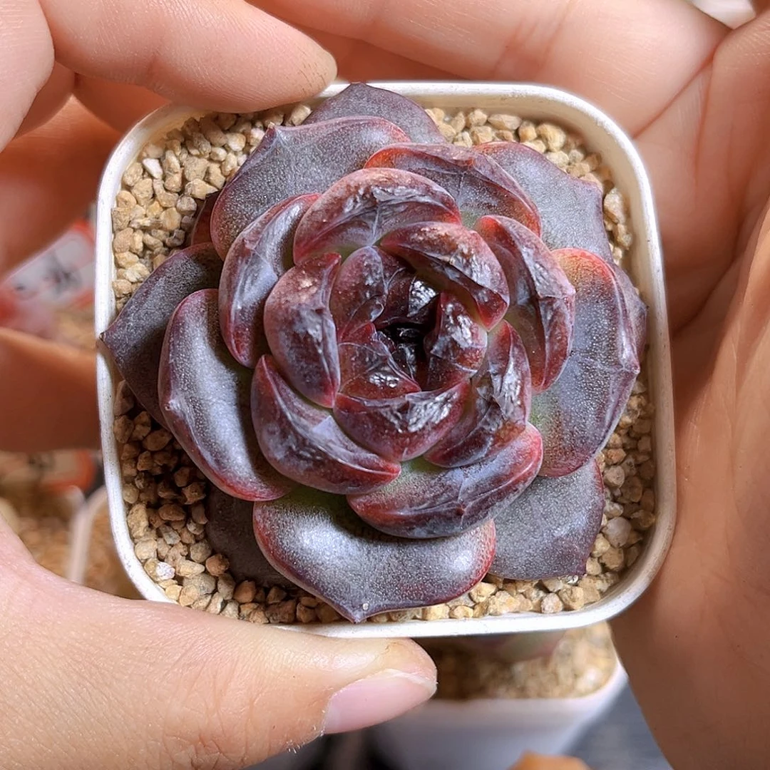 F33一物一拍 乌夜珍妮