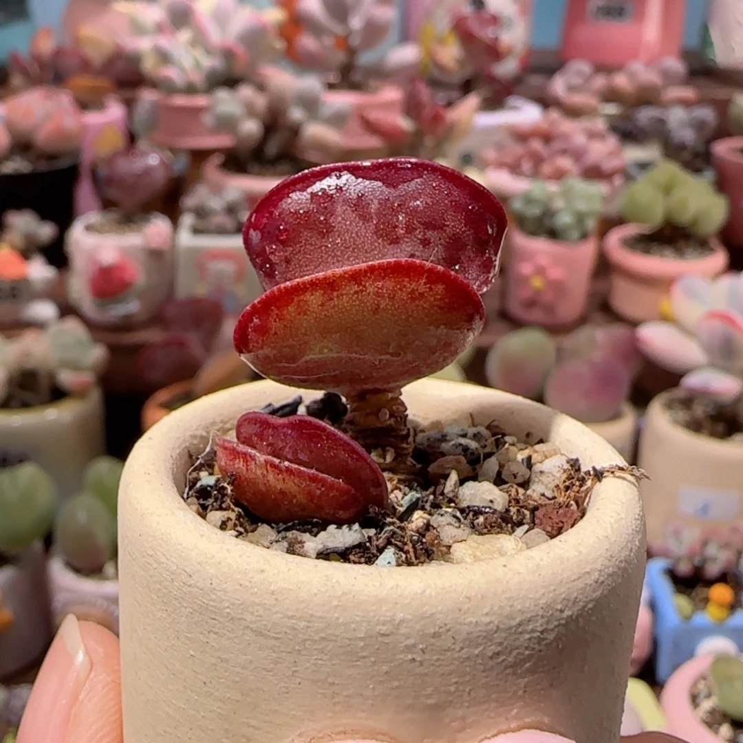 爱心水泡带侧芽盆口2.5cm