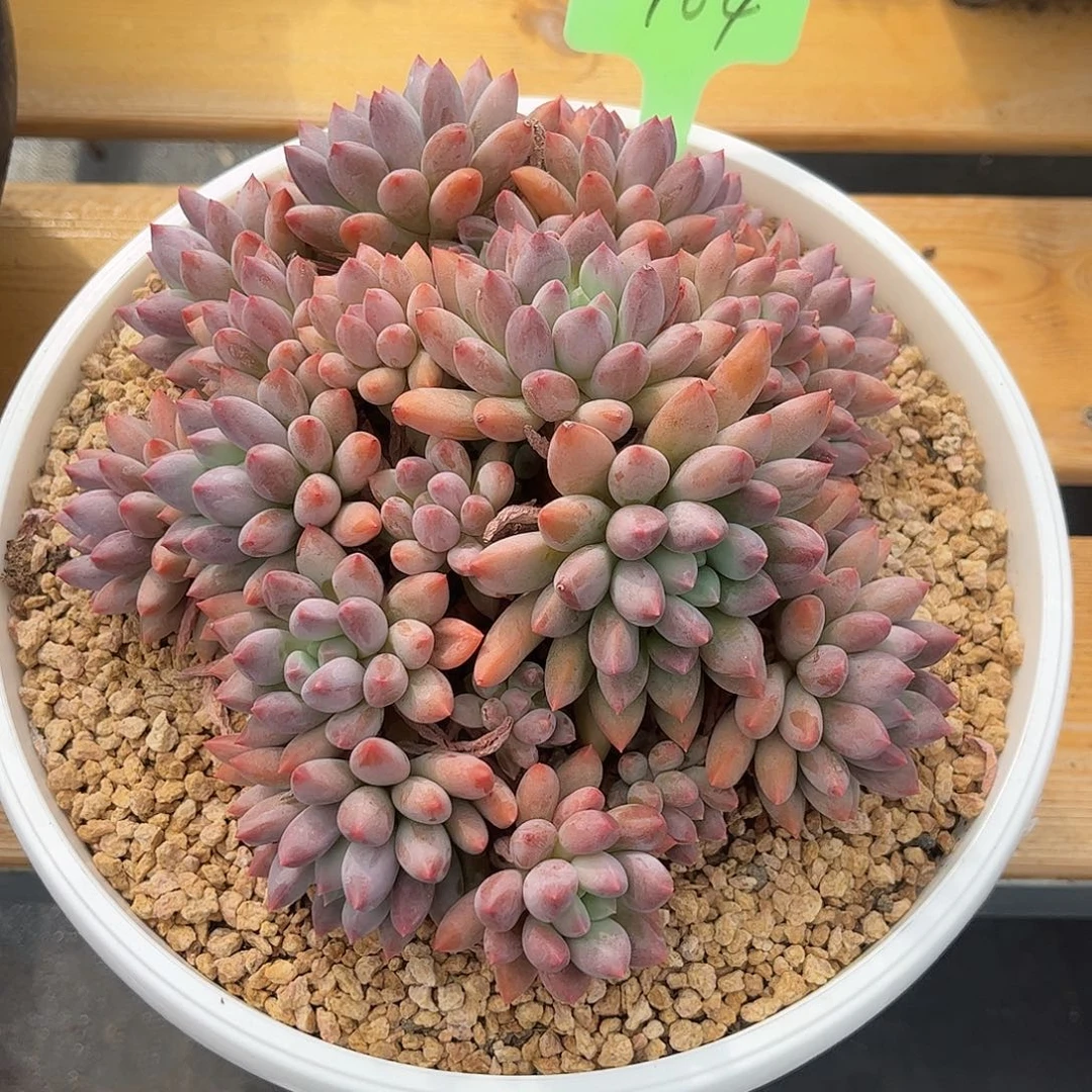 蓝精灵多肉植物。