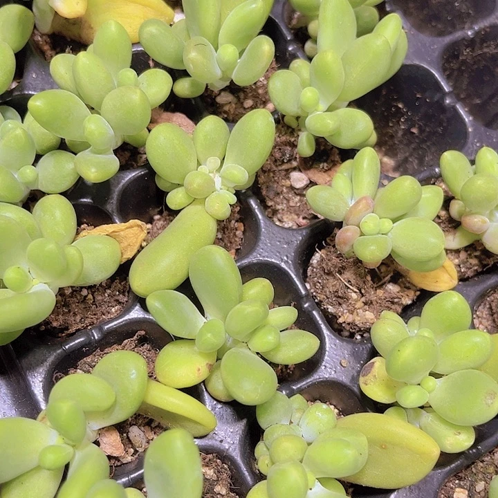 精品芒果奶多肉植物