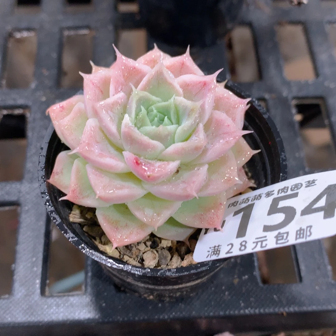 肉萌萌拇指盆精控多肉YU154