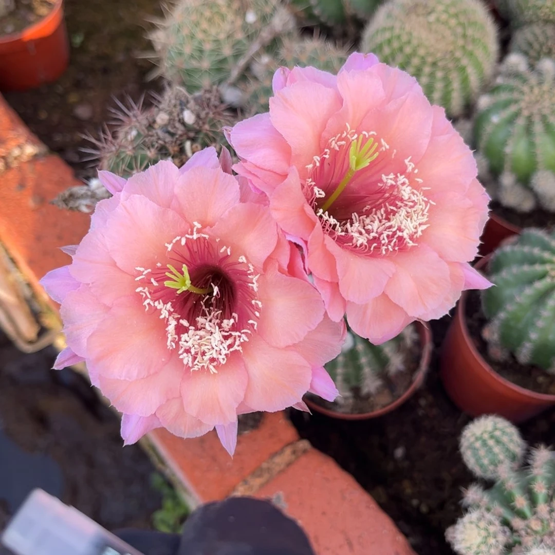 清***)实生彩草仙人球11