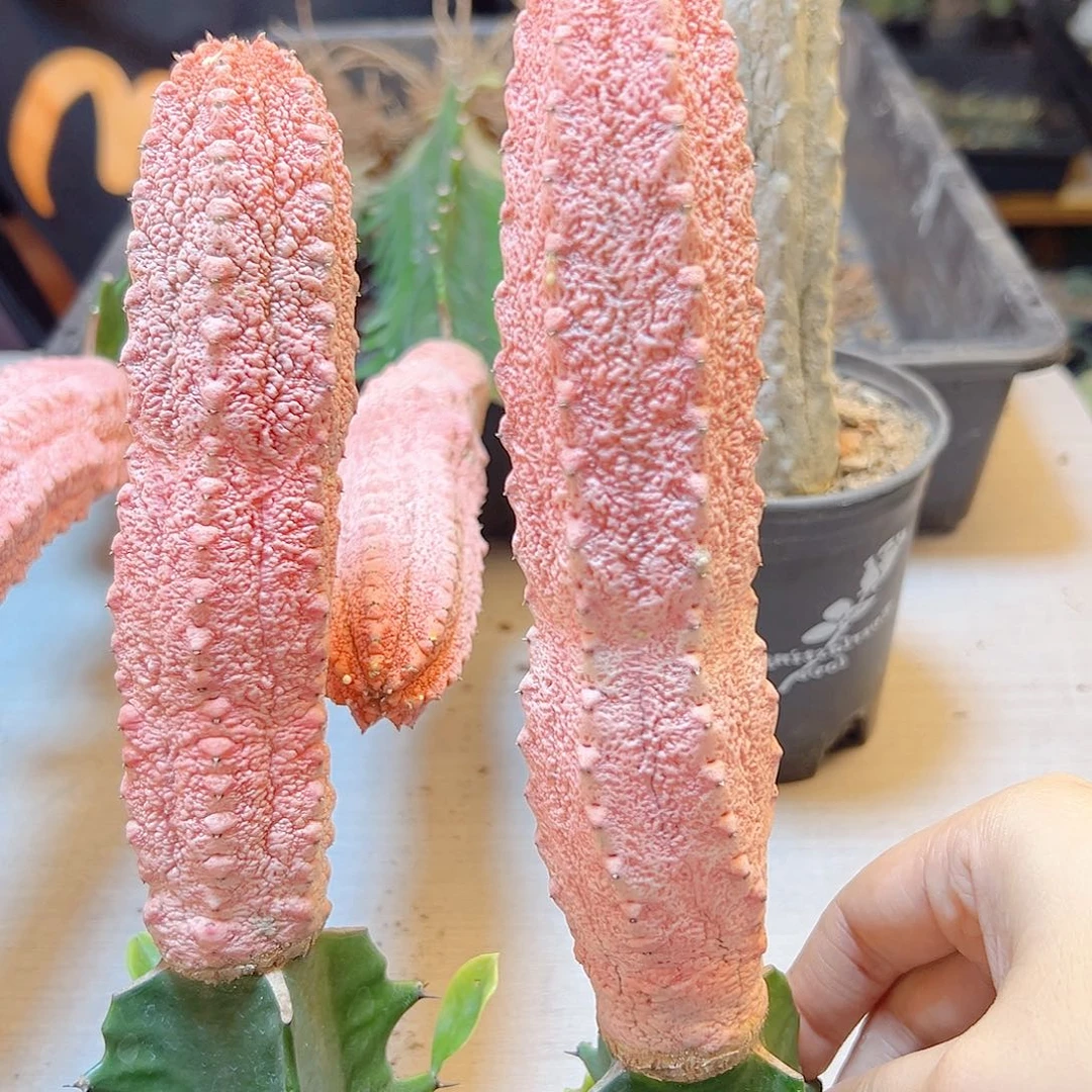 雅迪麒麟锦12公分带柱1颗