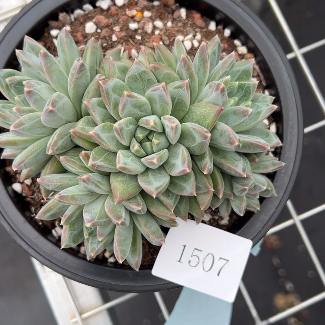 高*高1507肉肉肉肉肉