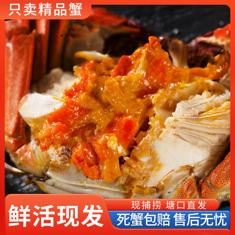 【活蟹】精品全母大闸蟹（2.5两-2.2两）8-10只螃蟹鲜活礼盒装 现捕捞