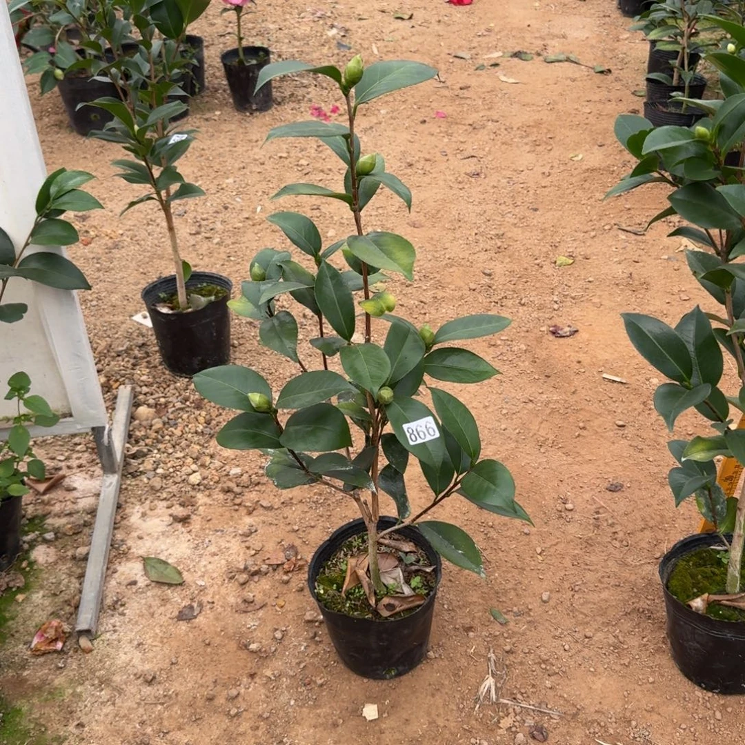 少量花朵（建议范围：2朵-5朵 或40%以下）866龙火珠