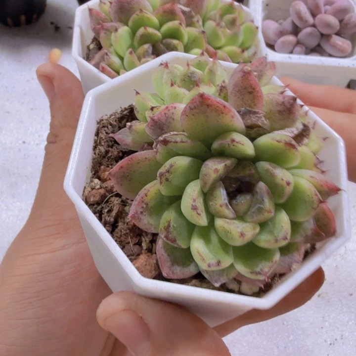 赤水晶群八角盆一颗