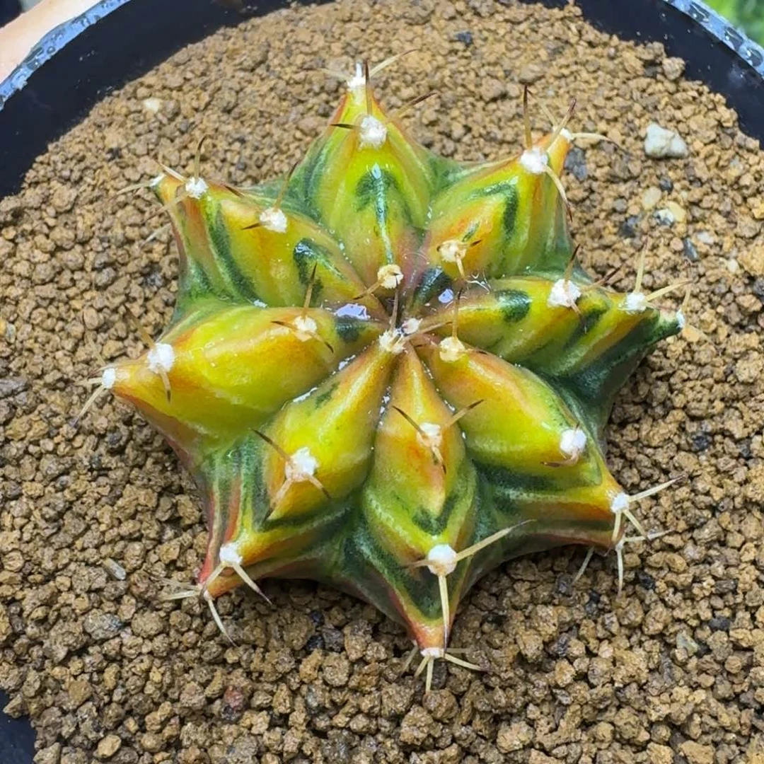 实生泰球米哈锦38号