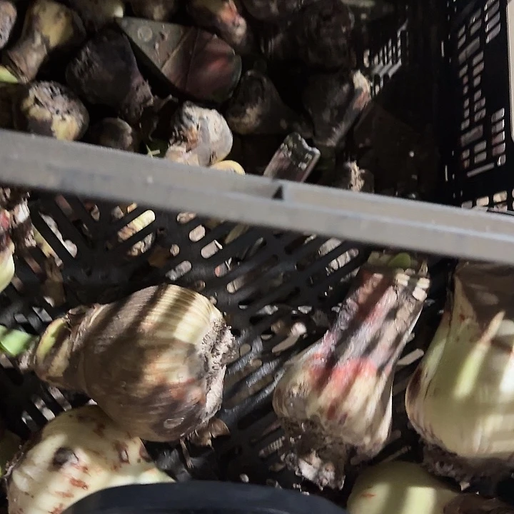 火焰黛丝惨次球不包售后