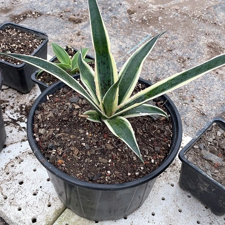 8***1无花朵龙舌兰绿色植物