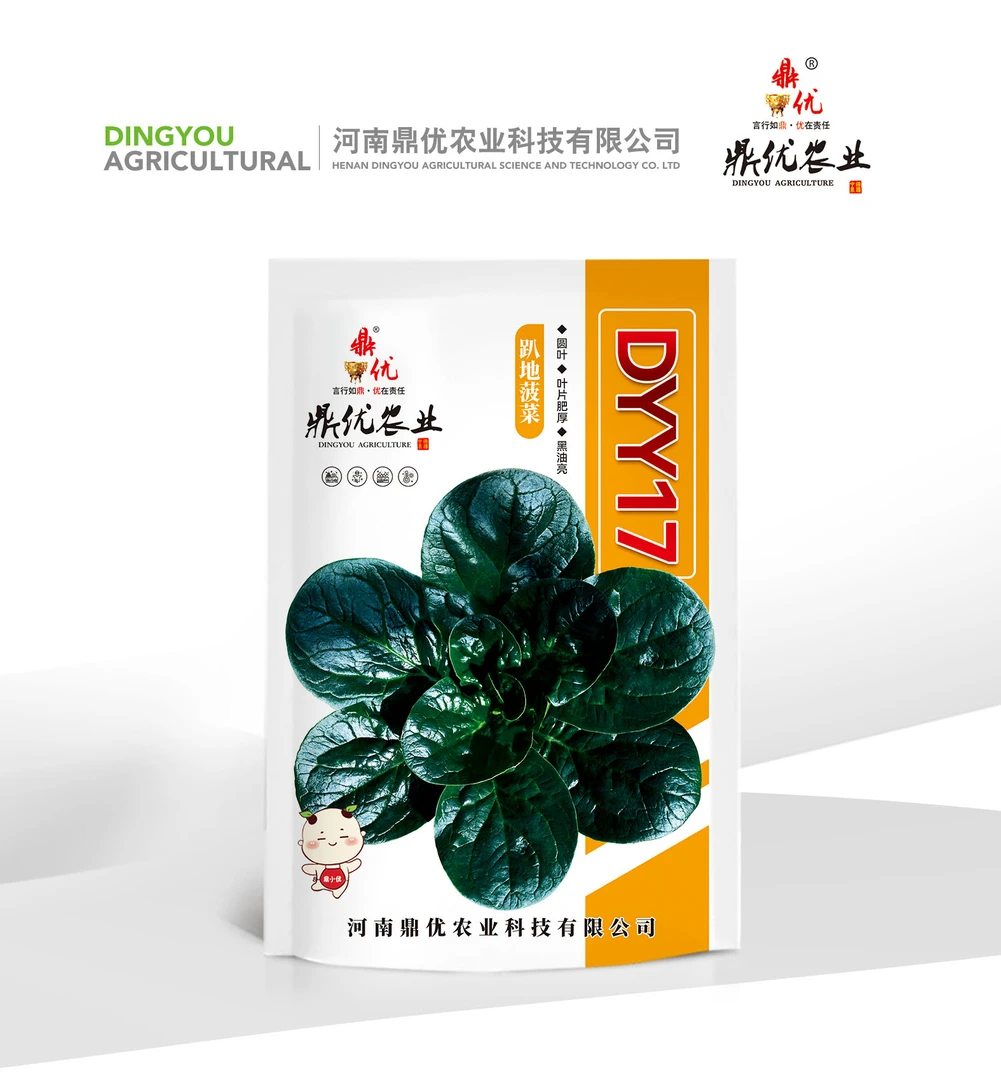 抗病高产叶片平展的趴地笨菠菜种子适宜多季播种