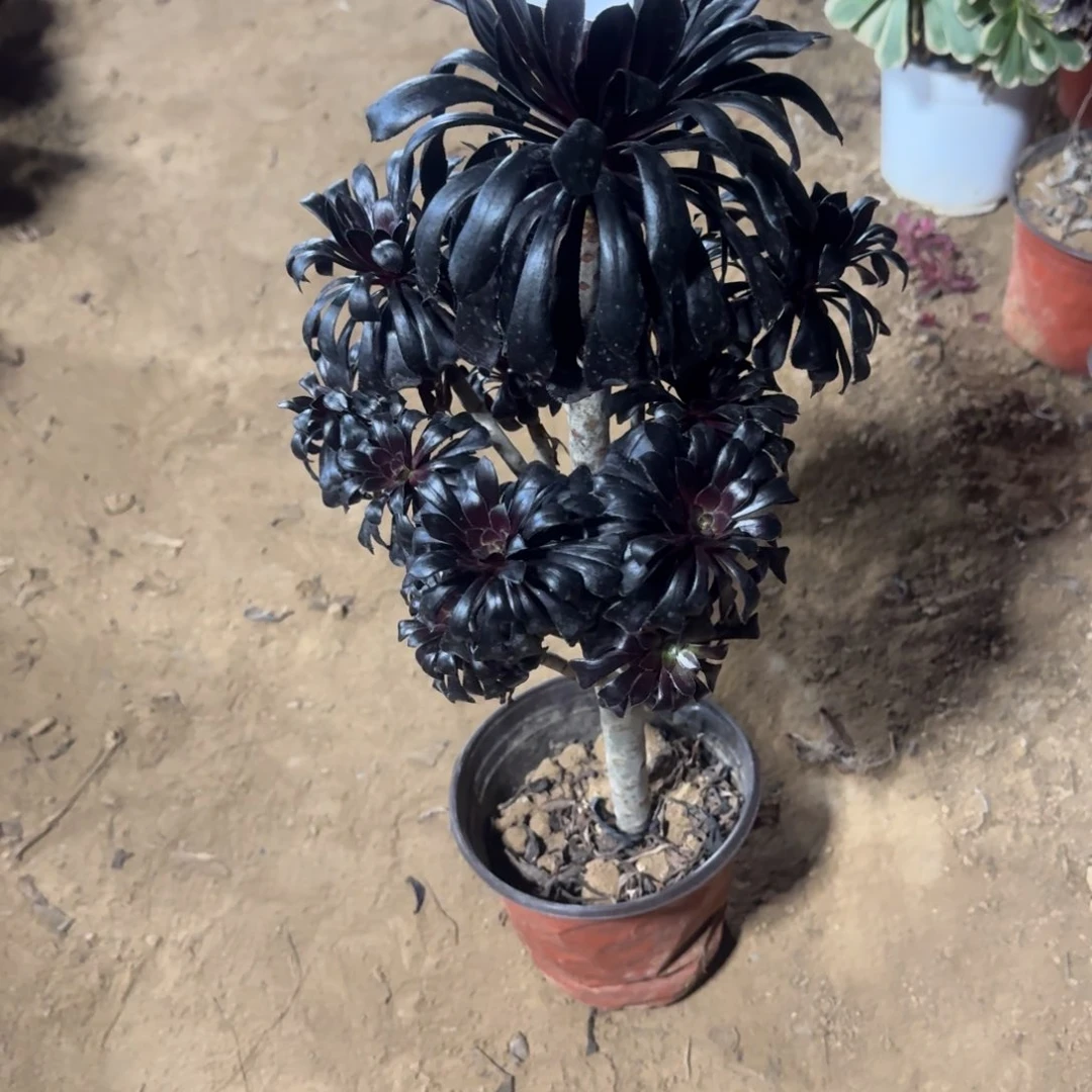 重***光900号魔法师清棚不包损