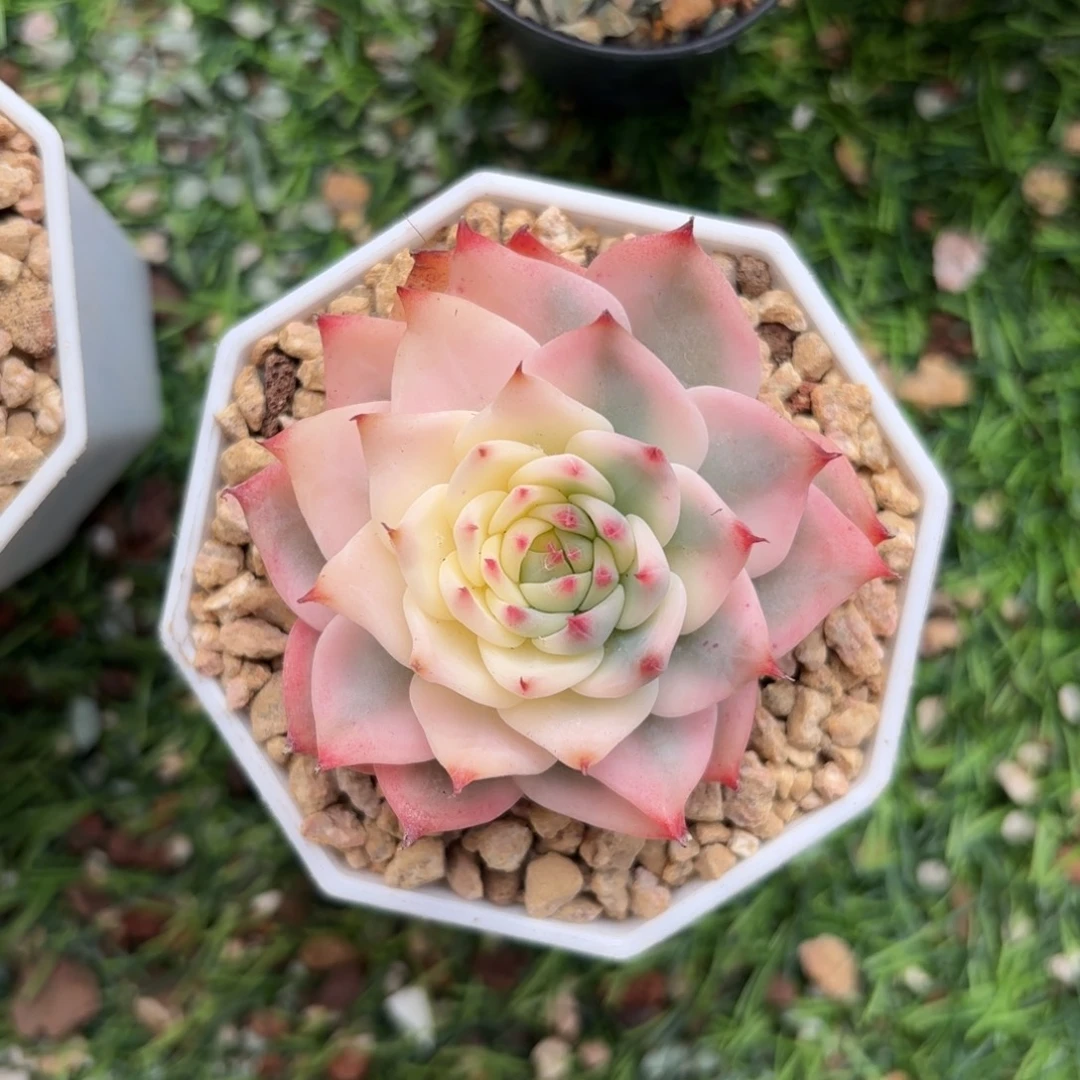 开播福利吉娃娃锦