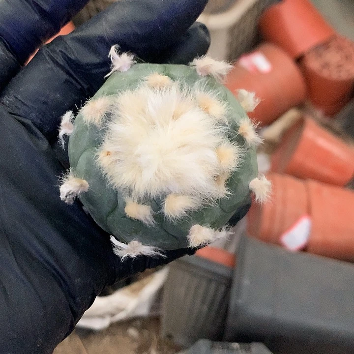 完全开放雪*子仙人球实生海鲜