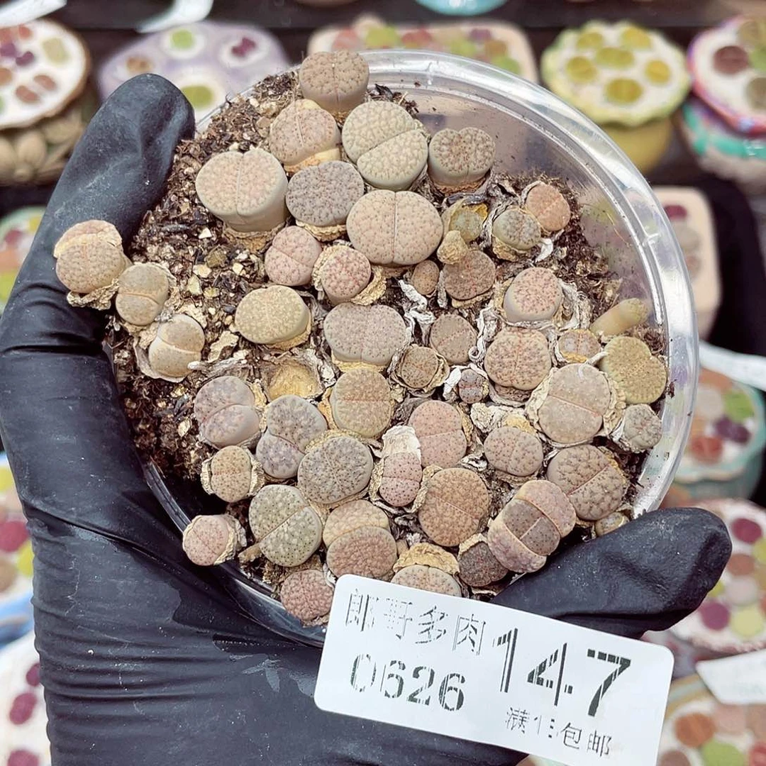 生石花18包邮0626-147