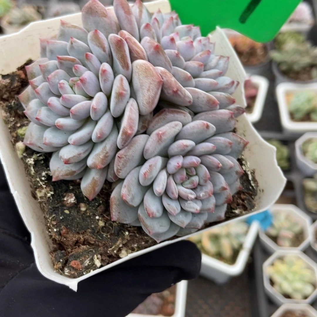 3001玉芙蓉多肉植物