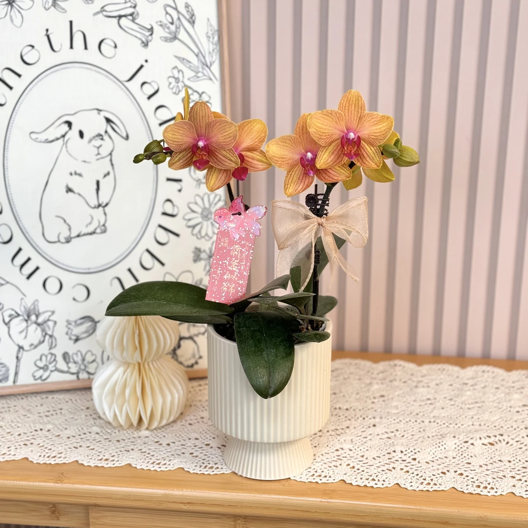 【博洛尼亚】蝴蝶兰 安祖品种 源头基地直发 桌面组盆系列 办公室