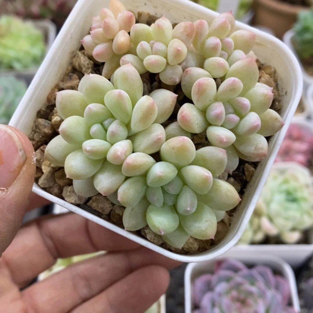 精品多肉一物一拍不包整500
