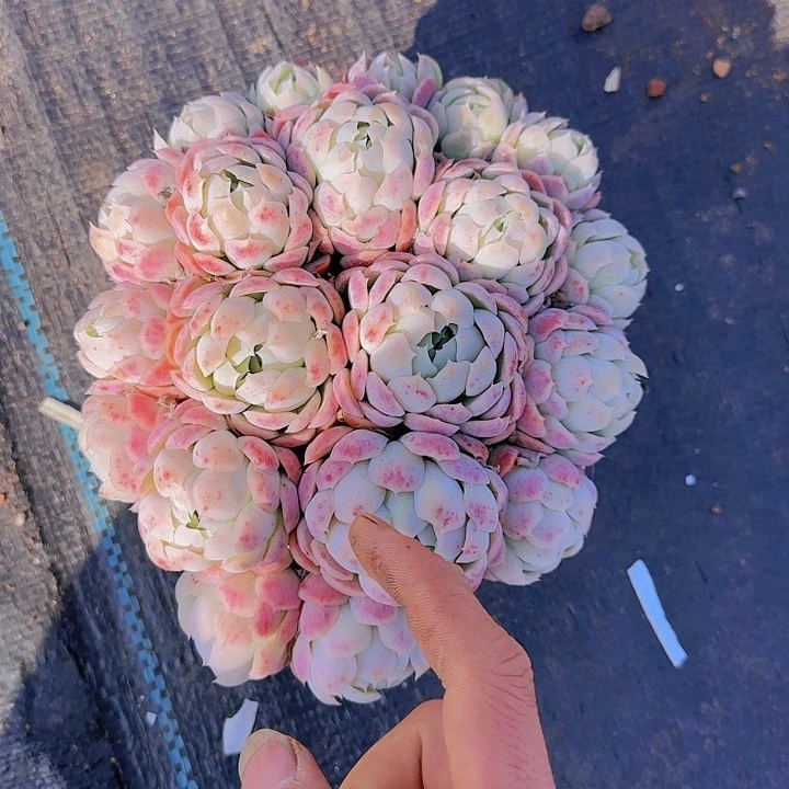 要得我也没得啊个嘛你