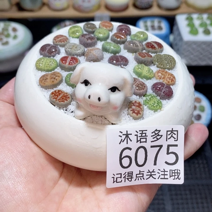 带盆土发货 精美盆栽