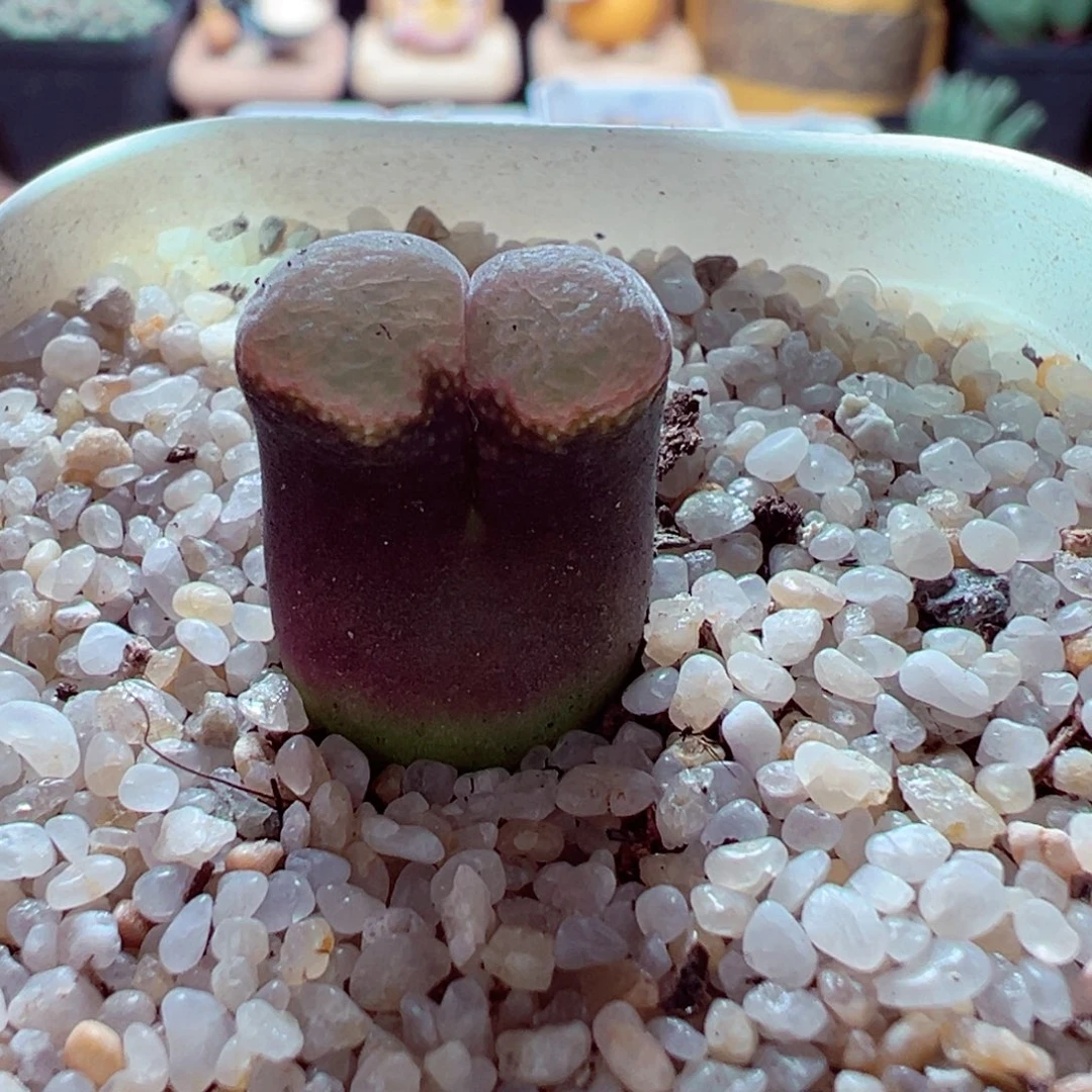 1013-333多肉多肉的