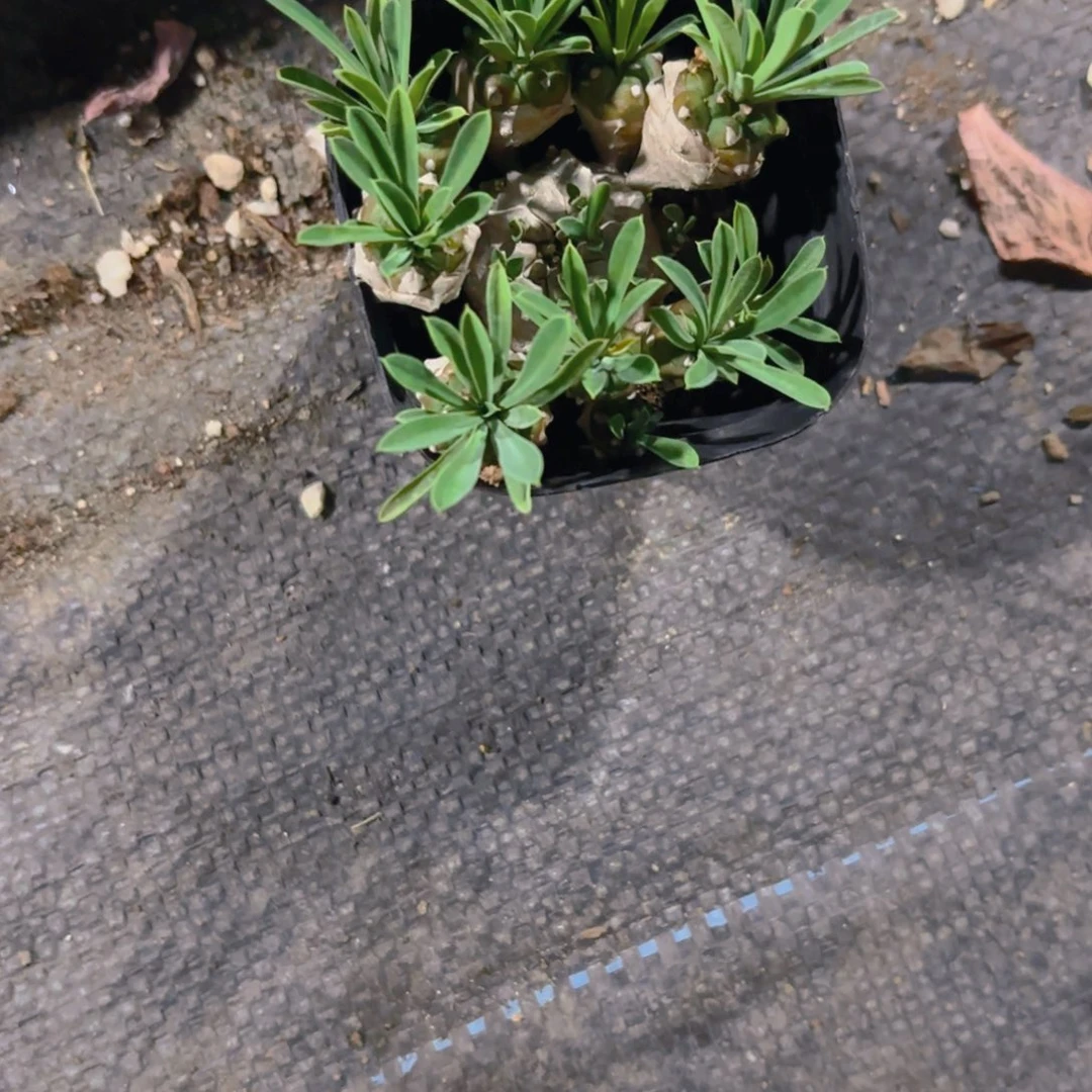 闲***人峨眉山新疆包邮7cm