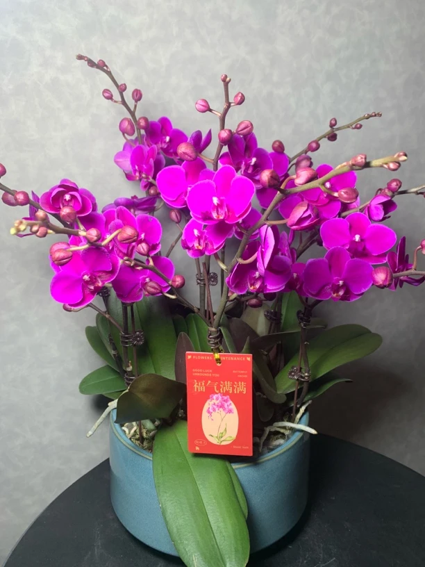 （满天红）紫红色小花蝴蝶兰