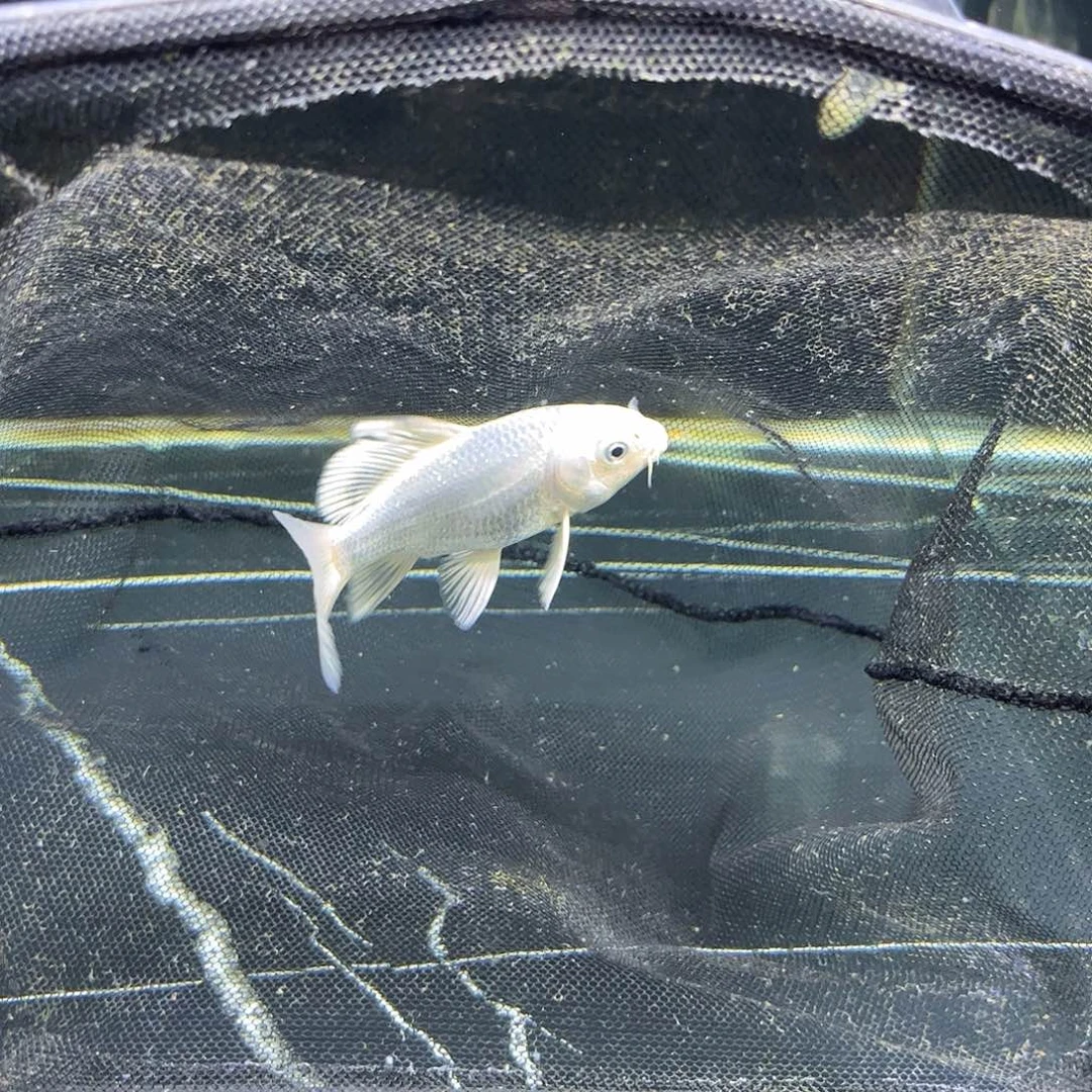 蝴蝶鲤鱼8公分蝴蝶鲤