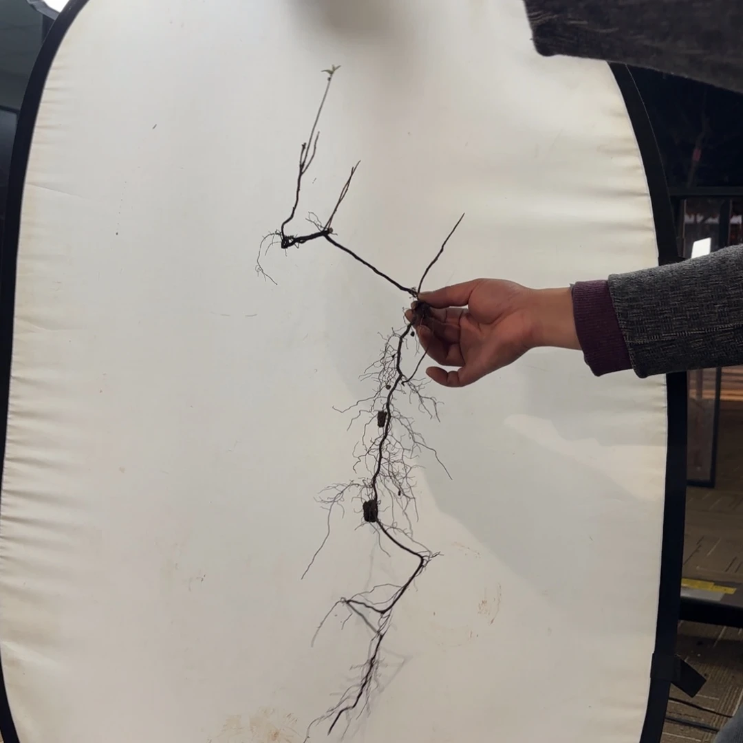 H***天哈哈哈哈哈哈1907日货