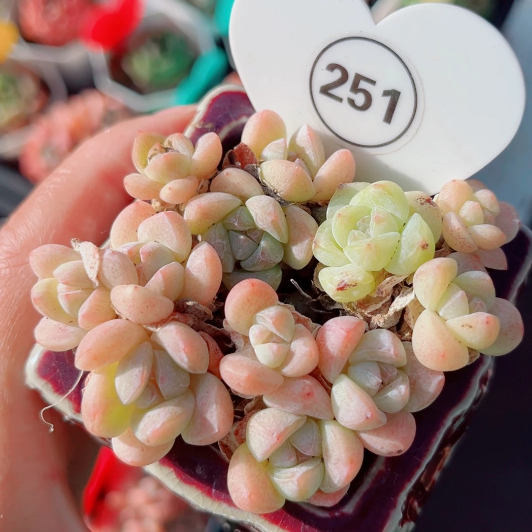 251号小老桩冰玉群3头4颗拼盘