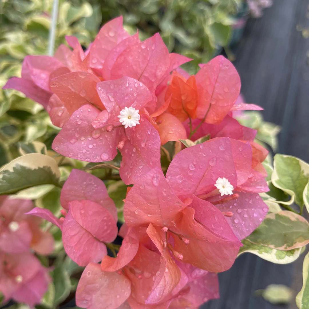 【橙冰】三角梅原生盆苗，默认运输途中掉花掉叶，小断枝介意慎拍