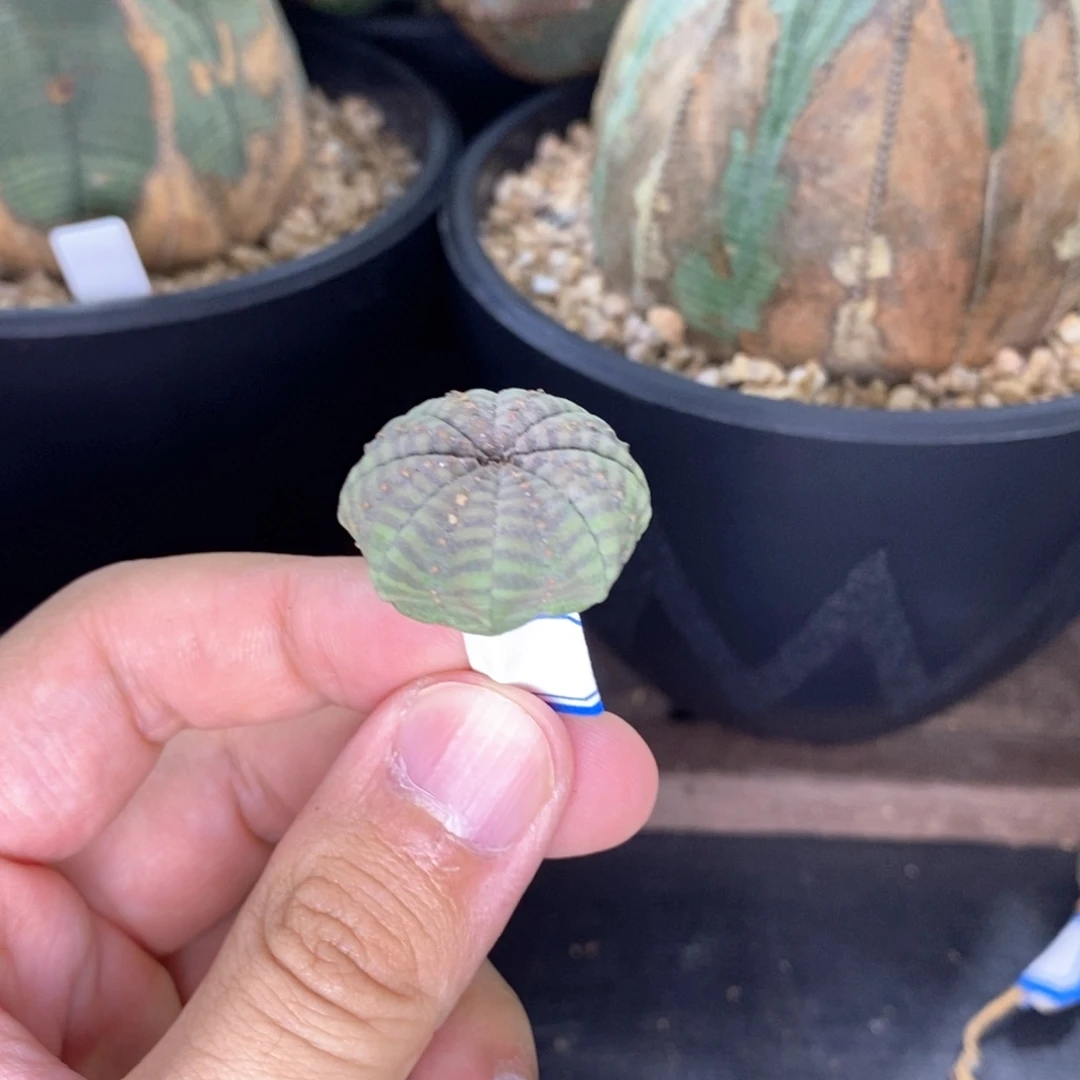 C***欧系实生布纹球多肉植物