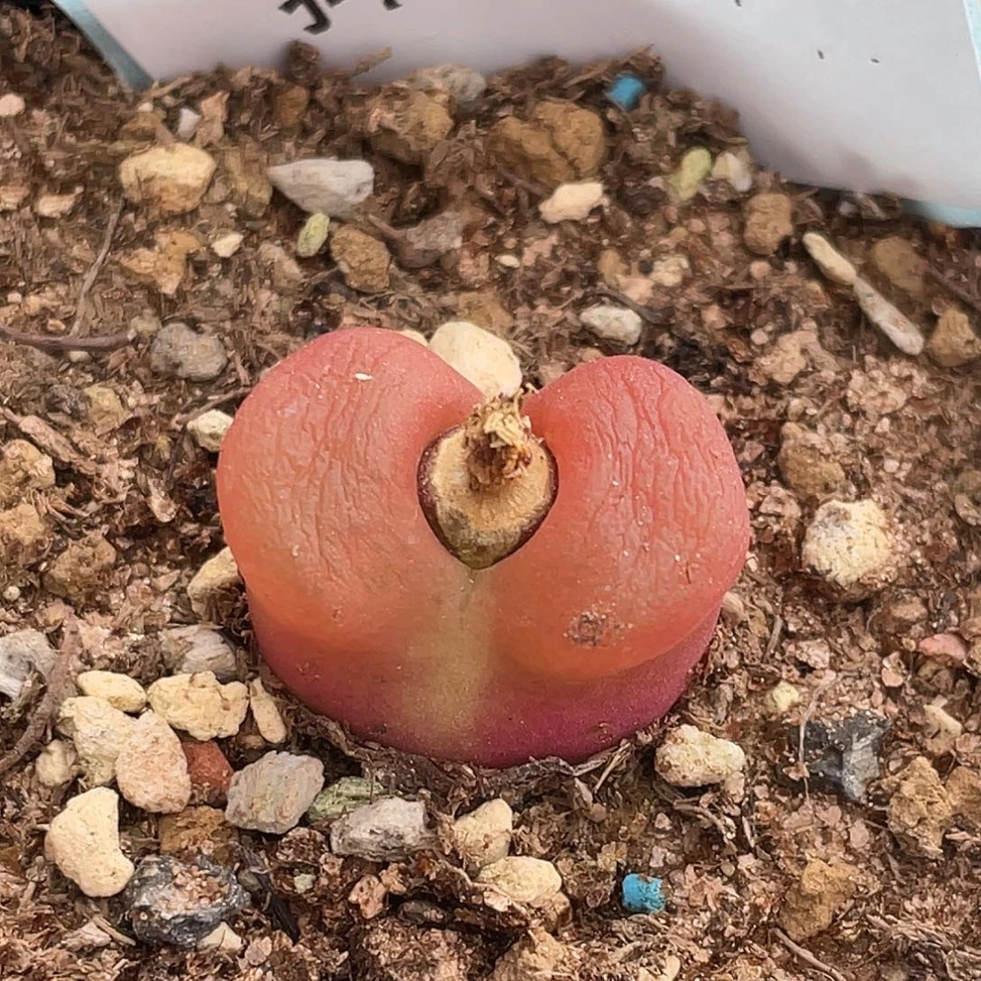 31-15毛毛多肉植物