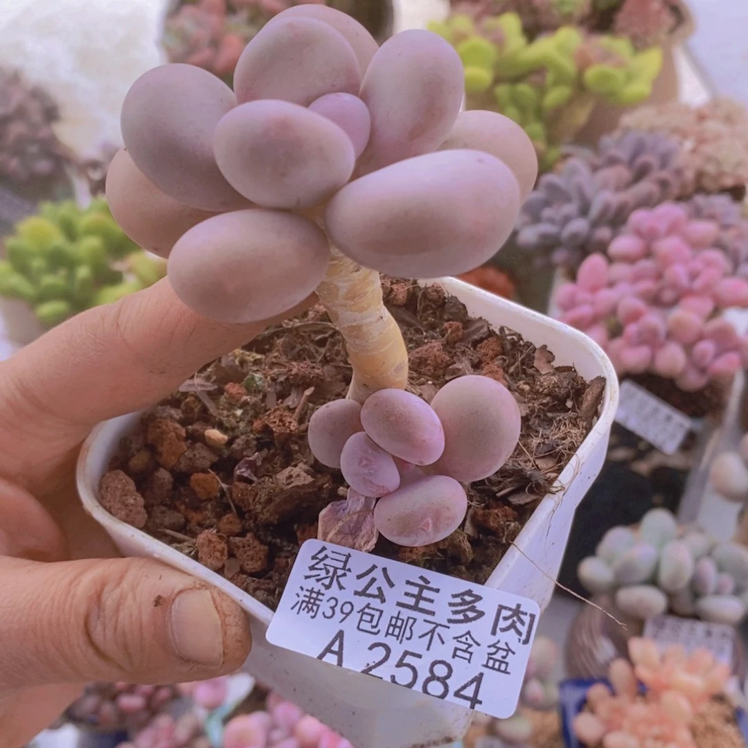 蛋黄奶老桩2584多肉植物