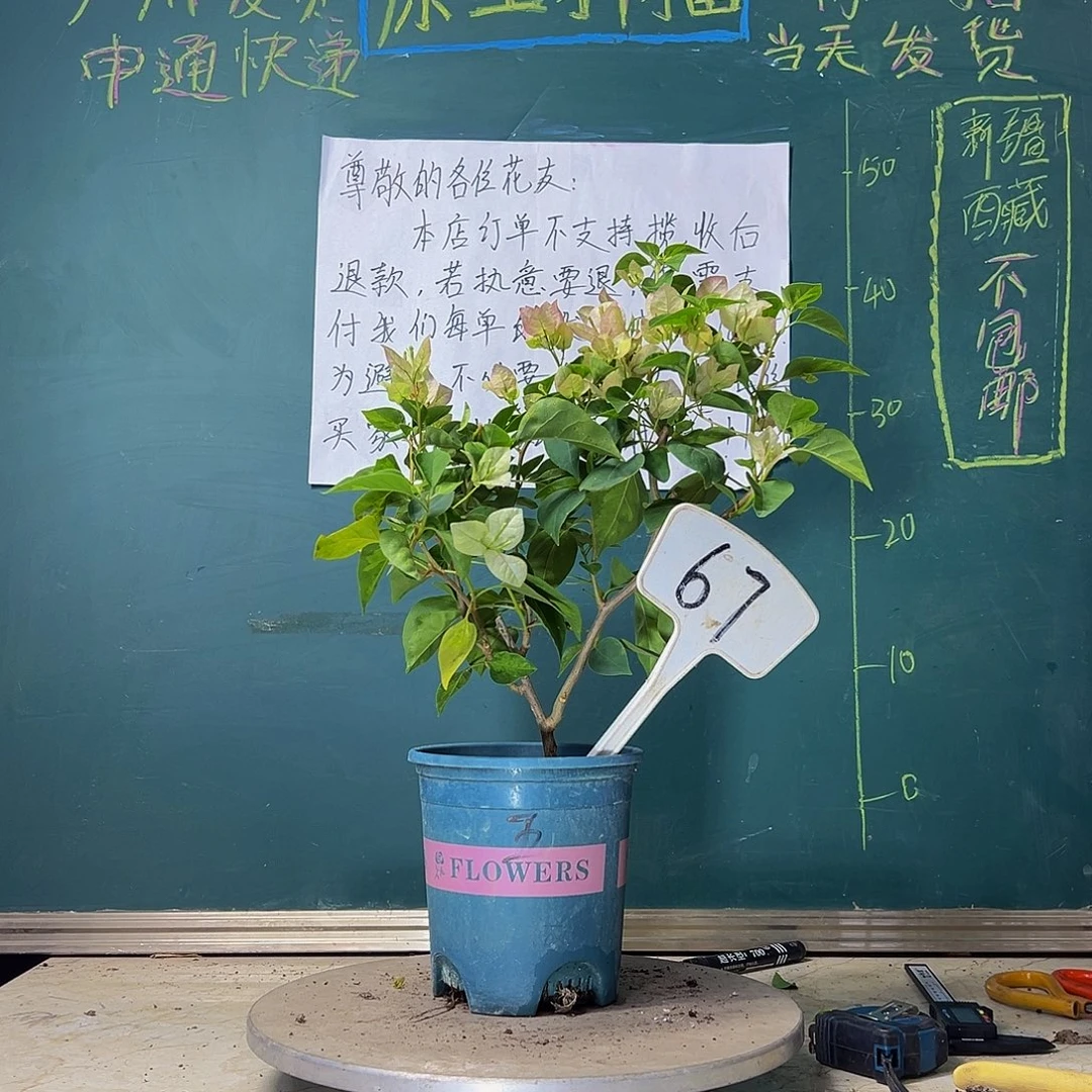当前无花栽培后可以开花暗斑五宝67