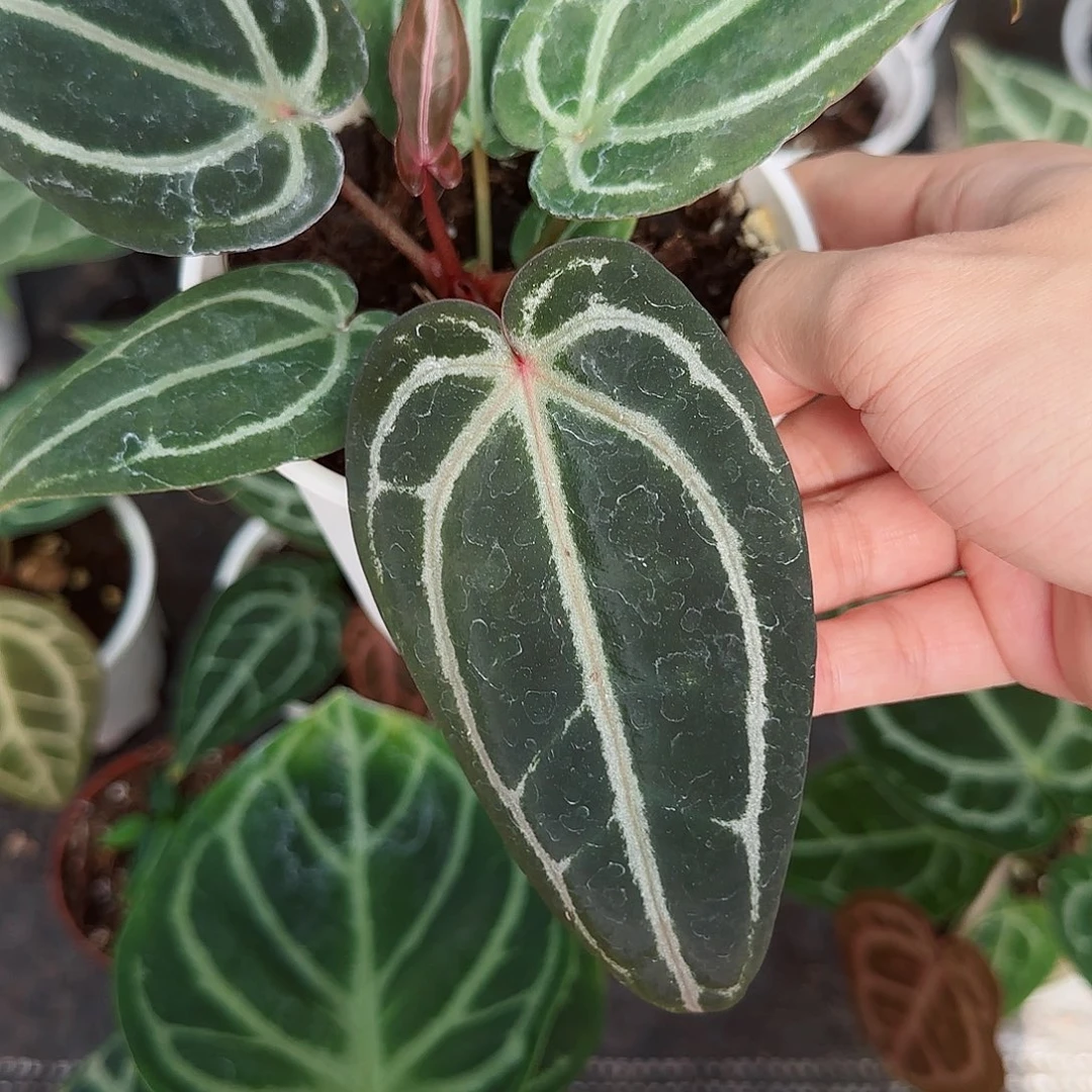 完全开放卡红水晶