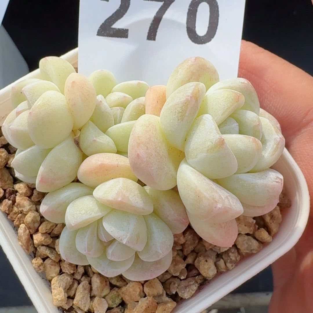 白冰      愿你一路坦途，乘风破浪展宏图