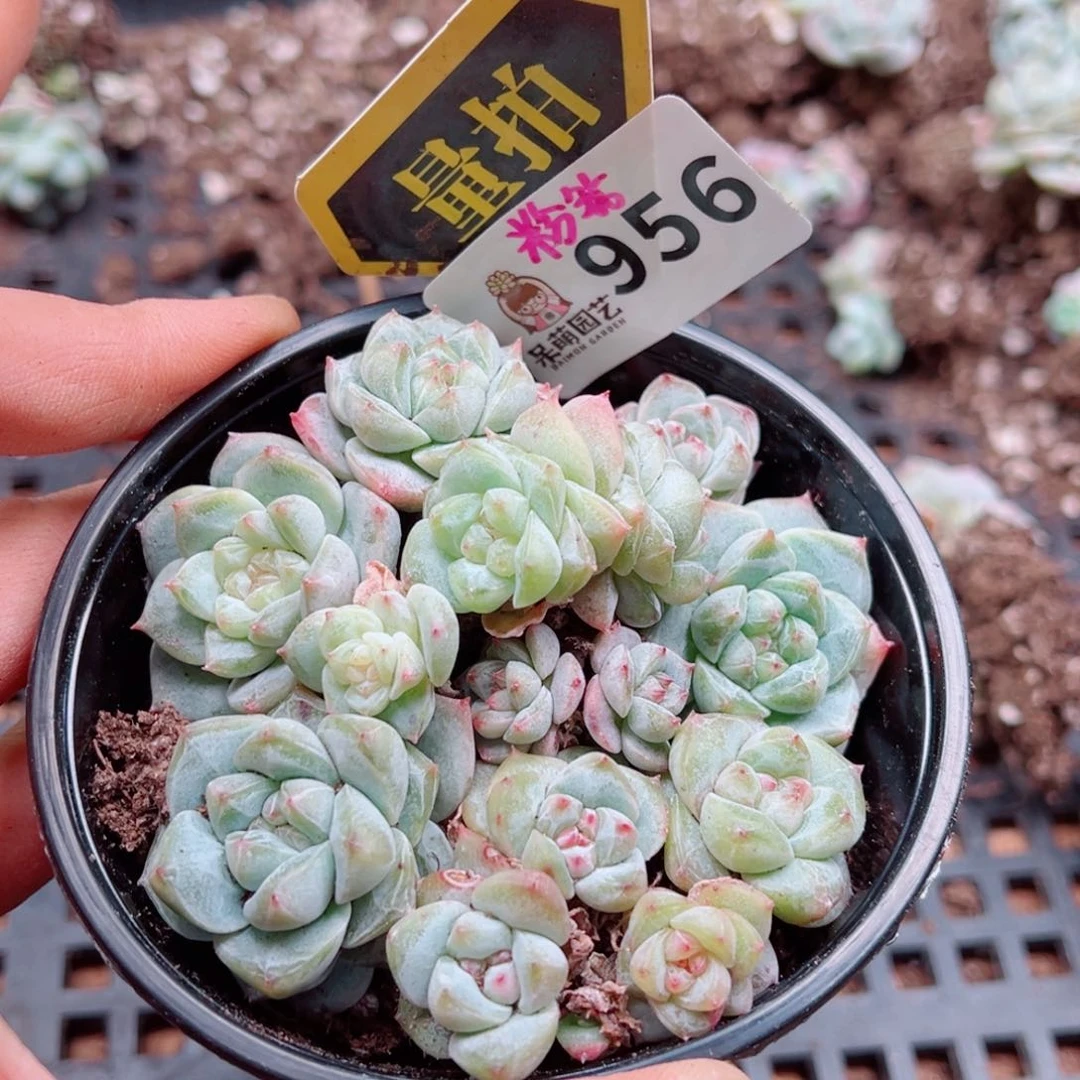 多肉植物多肉植物