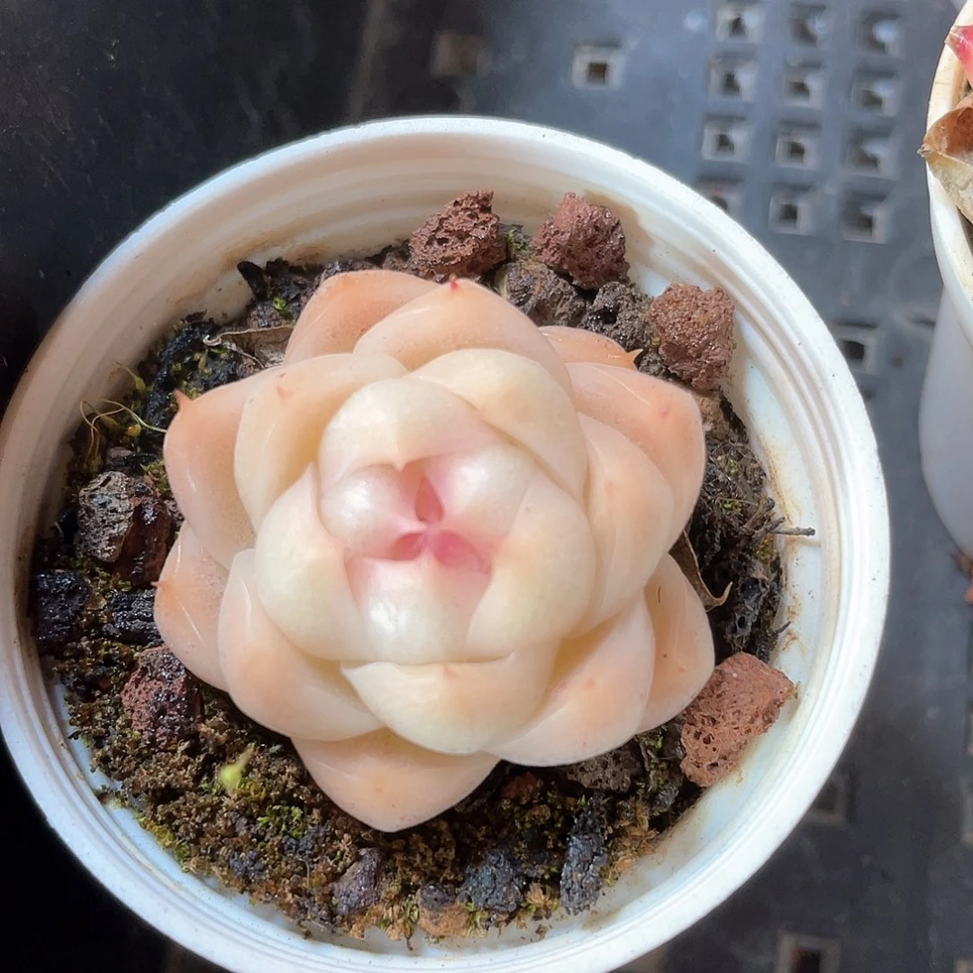 优选麦秆福利955