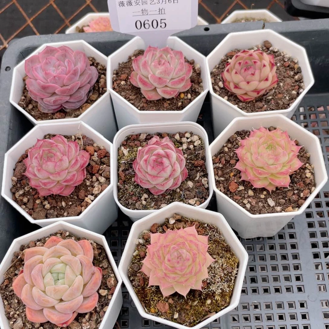 薇薇安园艺多肉0605