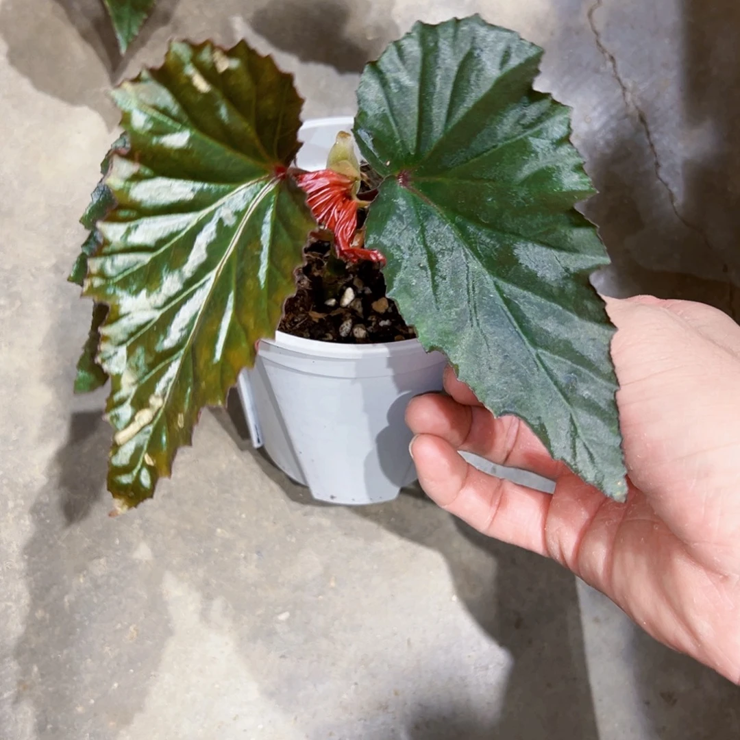 无花朵黑乌鸦秋海棠