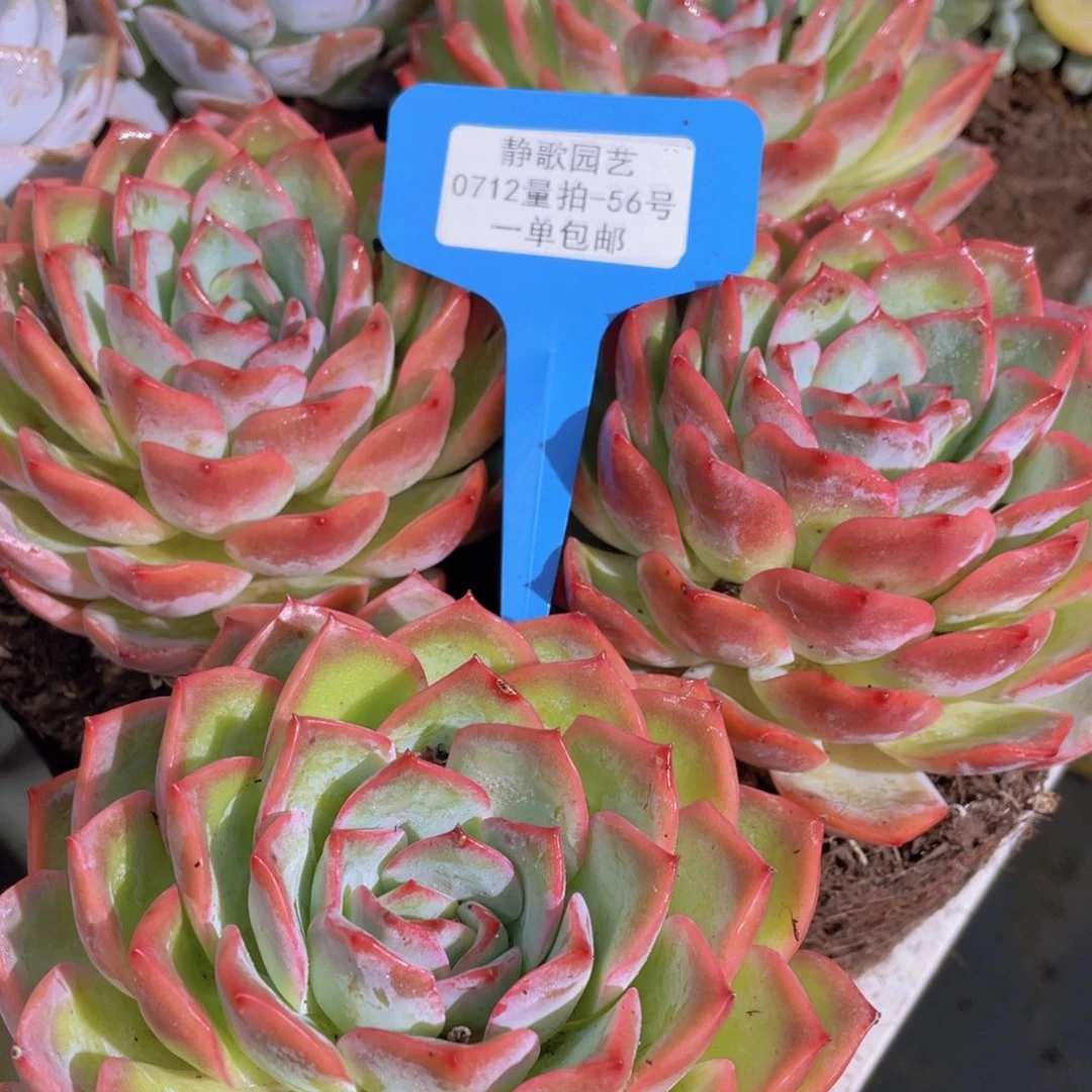 0712-56-大单头草莓糖福利一颗量拍