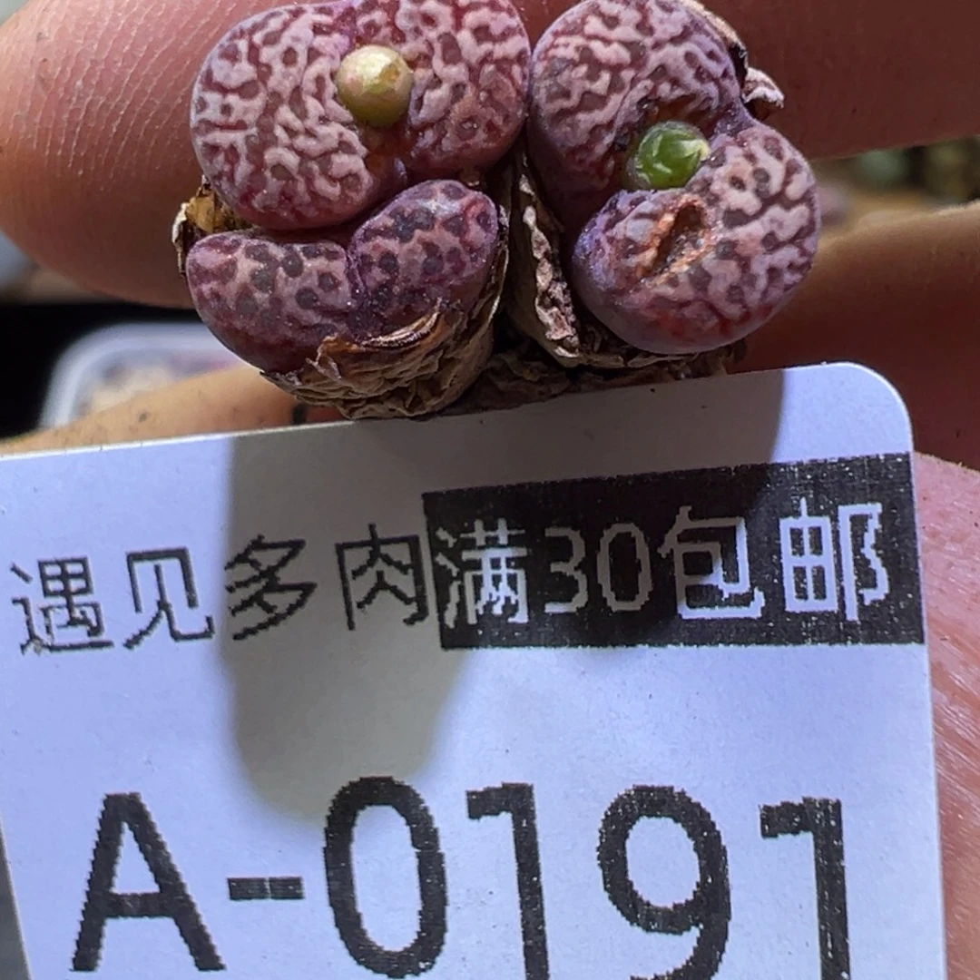 多肉植物1111111111111