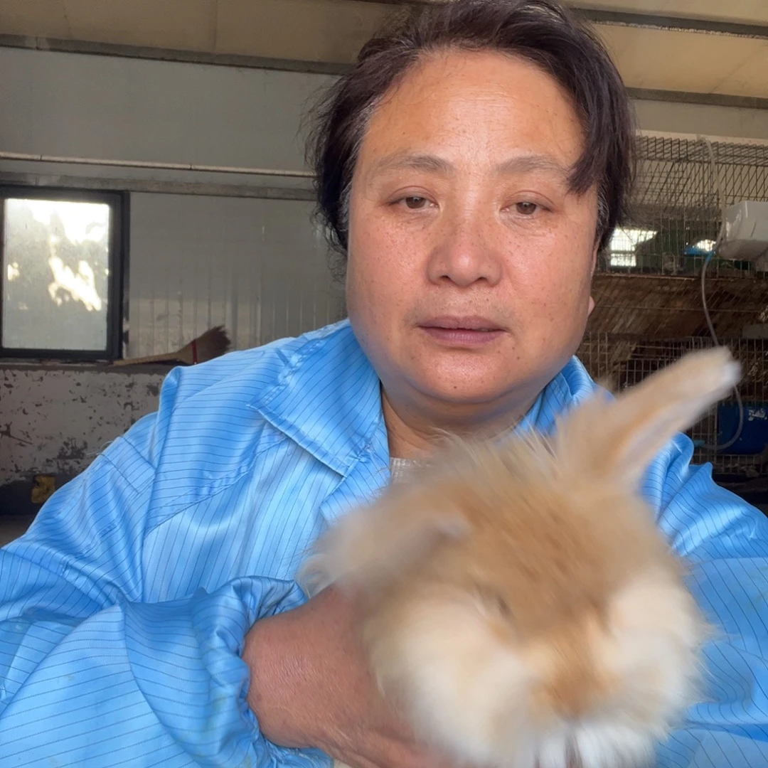 双血统英系安拉兔子