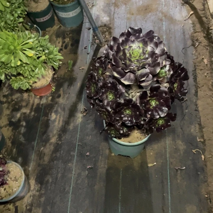 15巫毒多肉植物多肉多肉