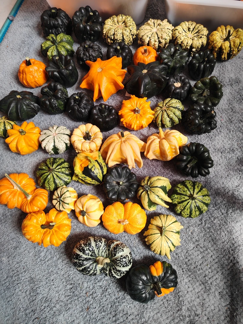 墨西哥青皮葫芦直播间一物一拍