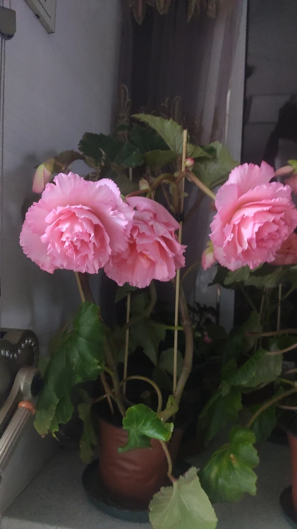 夫妻海棠贵妃粉杂粉，小苗2棵包邮